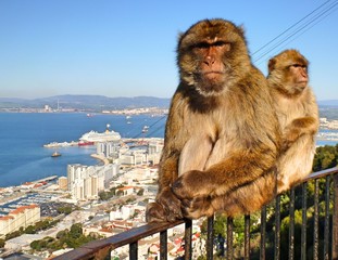 Two Barbary macaques in Gibraltar sitting on a railing - obrazy, fototapety, plakaty