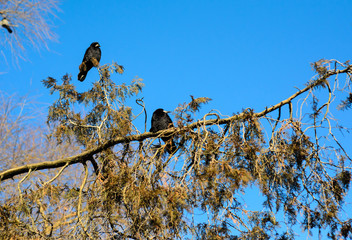 Crows on a thuja tree branch