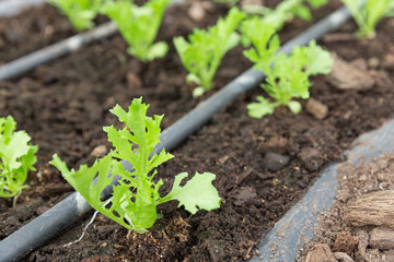 Food plant on organic farmming.