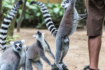 The ring-tailed lemur feeding by zoo worker in Bali Zoo, Indonesia.