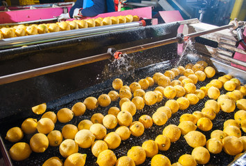 Primofiore lemons of the variety Femminello Siracusano during the washing process of a modern...