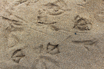 Fototapeta na wymiar Birds Tracks in the Sand