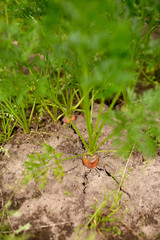 carrots growing on summer garden bed