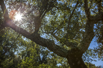 Cork Oaks forest at Cornalvo, Extremadura, Spain