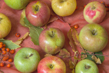Apples and berries of mountain ash
