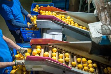 The working of citrus fruits: packaging of primofiore lemons into fruit boxes after the calibration...