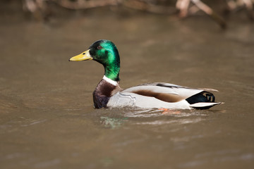 Mallard, Duck, Anas platyrhynchos