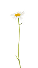 Chamomile with a thin curved stalk