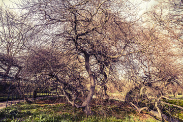 Naklejka premium Germany. Hannover. Southern Saxony. Dancing tree.