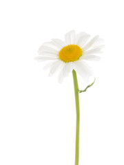 Chamomile with a thin stem