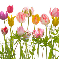 Fragile tulips and leaves - 141866635