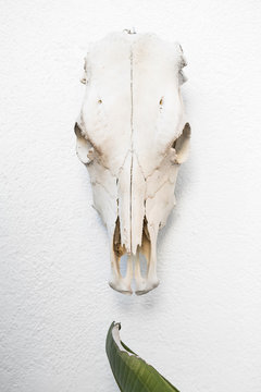 The horse skull on the wall