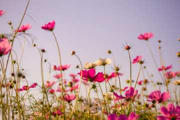 Beautiful Cosmos Flower Background