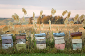 Bee hives, New Zealand