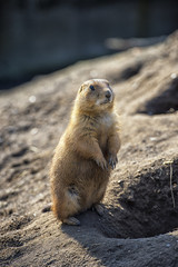 black-tailed prairie dog
