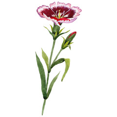 Wildflower carnation flower in a watercolor style isolated.