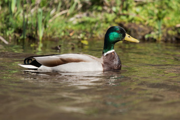 Mallard, Duck, Anas platyrhynchos