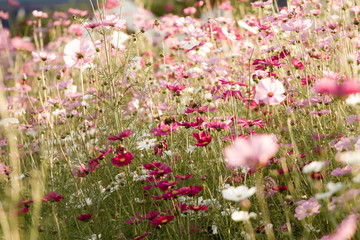 Beautiful Cosmos Flower Background