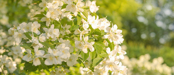Jasmin, Bl&uuml;ten, Landschaft, Panorama