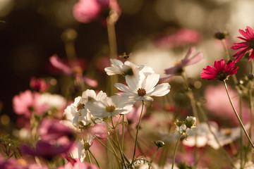 Obraz premium Beautiful Cosmos Flower Background