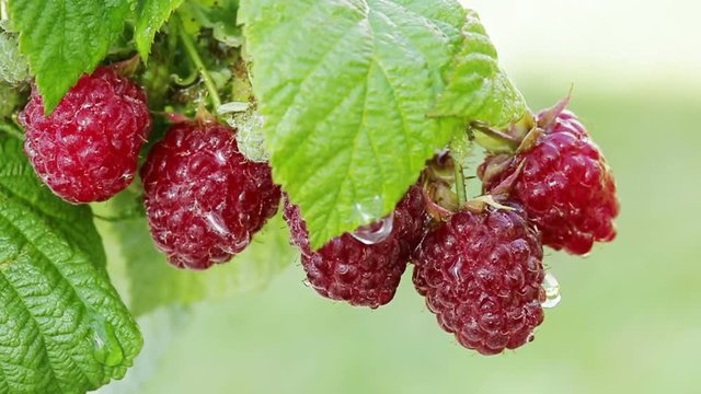 Close-up of the ripe raspberry in the fruit garden.