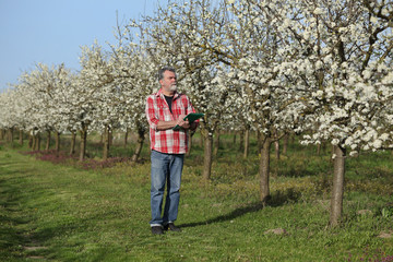 Farmer or agronomist examine blossoming plum orchard and writing