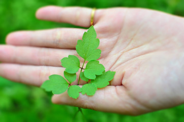 Beautiful green leaf on a girl's hand