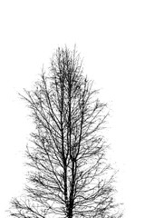 Silhouette tree branches outline vector.