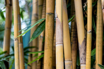 Bamboo texture background, tropical macro, Bali island, Indonesia