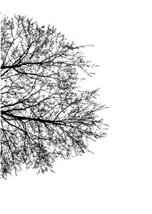 Silhouette of tree branches vector