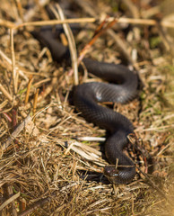 Dark colored European Adder, Vipera berus, head in focus, body blured Norway