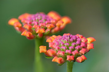 lantana