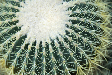 cactus flower