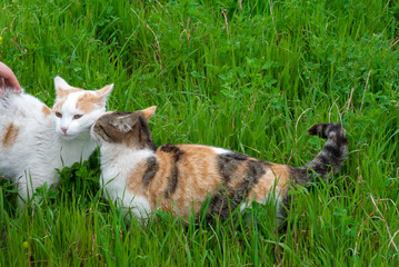 gatti affettuosi sul prato