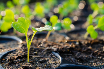 Growing green sprout