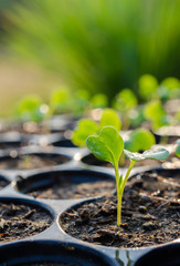 Growing green sprout