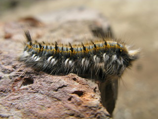 Caterpillar on stone