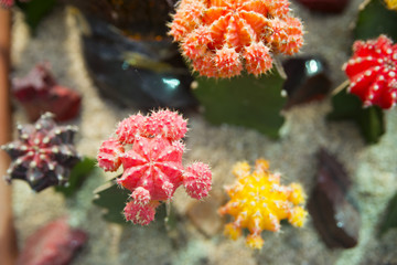 cactus flower