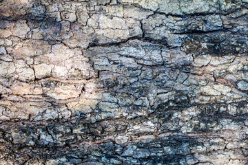 Bark Texture background