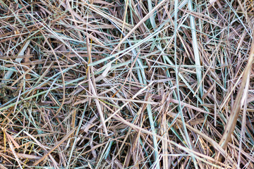 Grass Texture background