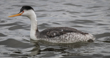 Clark's Grebe