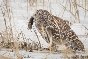 Barred Owl with mouse