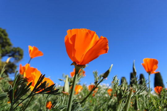 California poppy flower. View looking up towards blue sky.