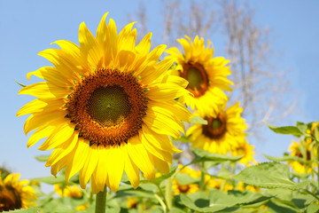 Fototapeta premium Sunflowers garden. Sunflowers have abundant health benefits. Sunflower oil improves skin health and promote cell regeneration.