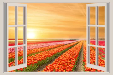 Fotobehang Window with beautiful spring tulips flowers garden in Netherlands. © ake1150