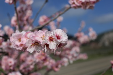 Mandelblüte in Gimmeldingen, Pfalz