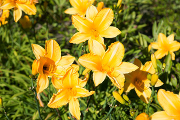 Flower yellow lily