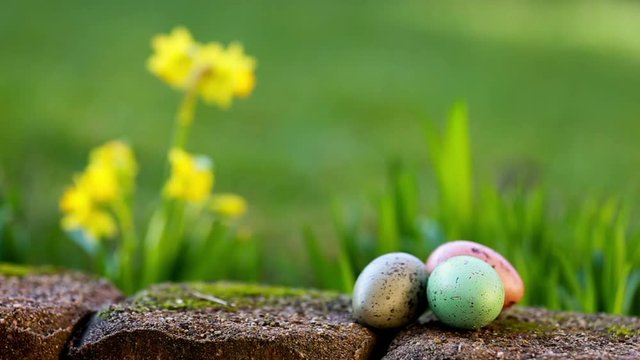 narcissus and easter eggs on the spring background