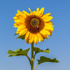 Sunflower in Front of a Blue Summer Sky
