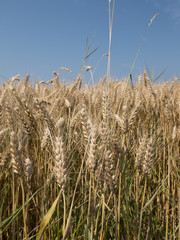 wheat field, blue sky in the background